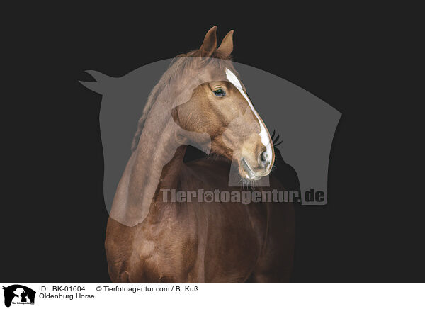 Oldenburg Horse / BK-01604
