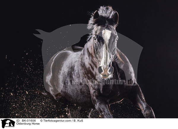Oldenburg Horse / BK-01606