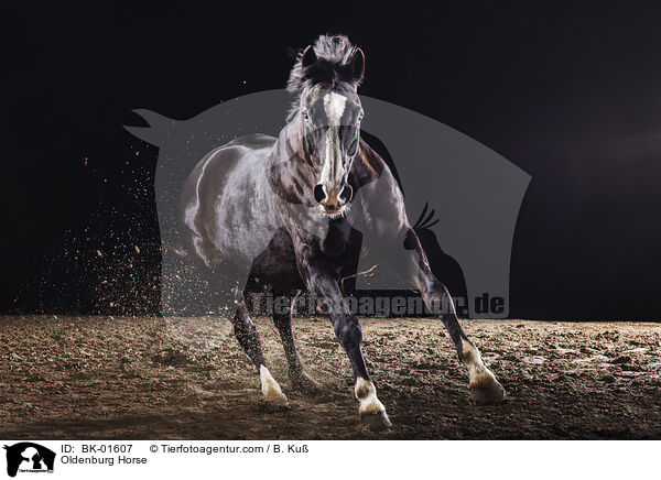 Oldenburg Horse / BK-01607