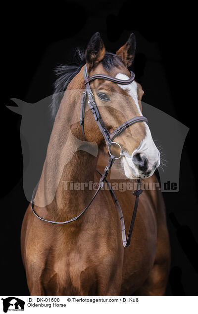 Oldenburger / Oldenburg Horse / BK-01608