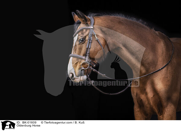 Oldenburger / Oldenburg Horse / BK-01609