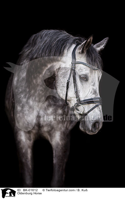 Oldenburg Horse / BK-01612