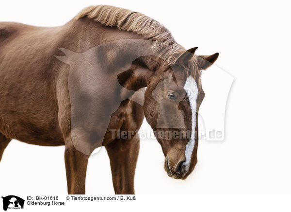 Oldenburg Horse / BK-01616