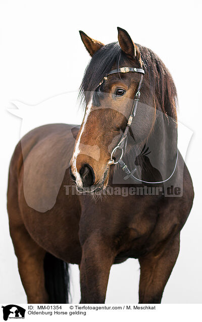 Oldenburg Horse gelding / MM-01354
