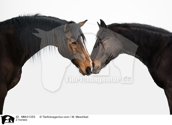 2 Pferde / 2 horses / MM-01355