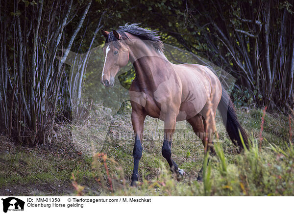 Oldenburg Horse gelding / MM-01358