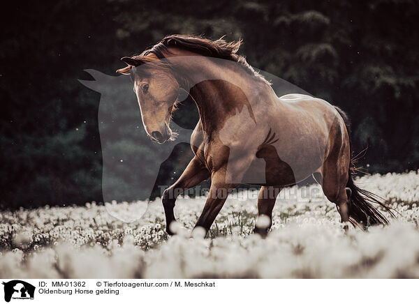 Oldenburg Horse gelding / MM-01362