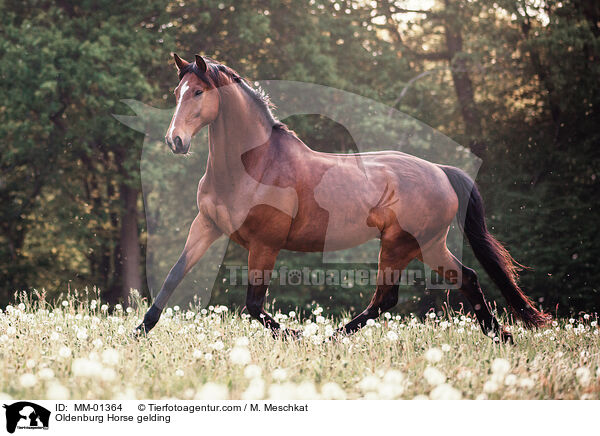 Oldenburger Wallach / Oldenburg Horse gelding / MM-01364