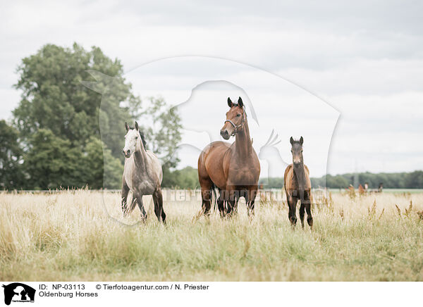 Oldenburger / Oldenburg Horses / NP-03113