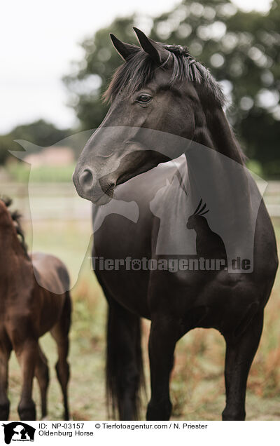 Oldenburg Horse / NP-03157
