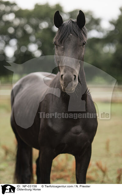 Oldenburg Horse / NP-03158
