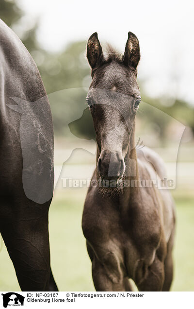 Oldenburger Fohlen / Oldenburg Horse foal / NP-03167