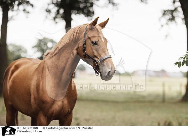 Oldenburger / Oldenburg Horse / NP-03168