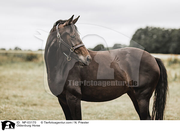 Oldenburg Horse / NP-03170