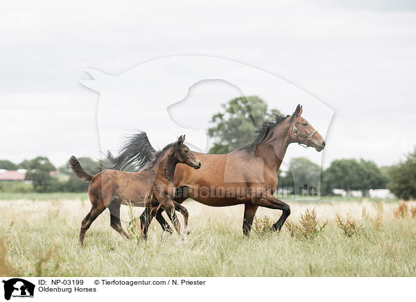 Oldenburg Horses / NP-03199