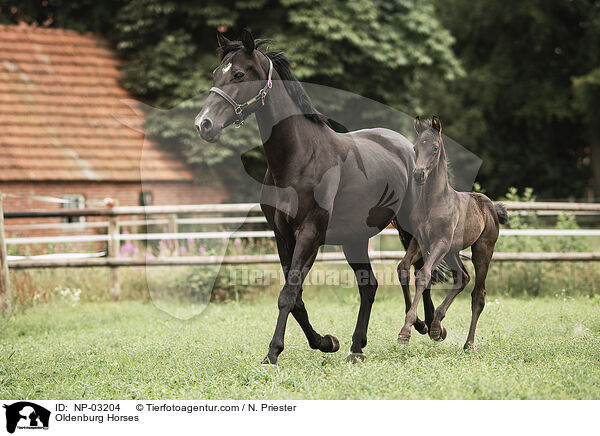 Oldenburger / Oldenburg Horses / NP-03204