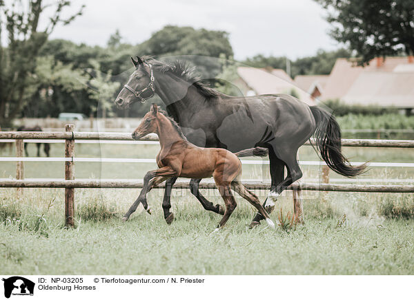 Oldenburger / Oldenburg Horses / NP-03205