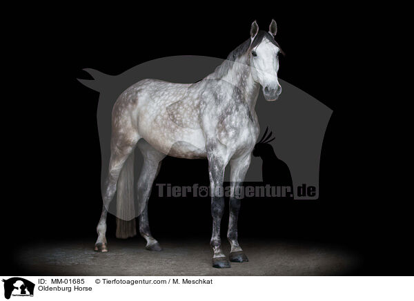 Oldenburger / Oldenburg Horse / MM-01685