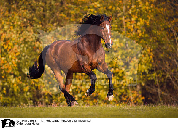 Oldenburg Horse / MM-01688
