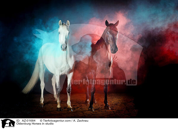 Oldenburg Horses in studio / AZ-01684