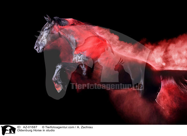 Oldenburg Horse in studio / AZ-01687