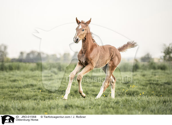 Oldenburger / Oldenburg Horse / JRO-01568