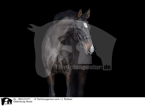 Oldenburger / Oldenburg Horse / JRO-01571