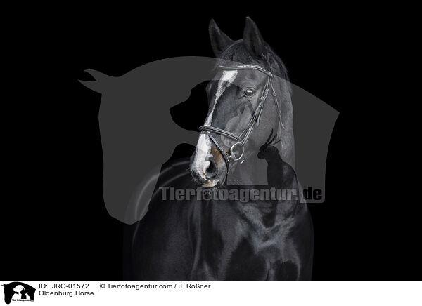 Oldenburg Horse / JRO-01572