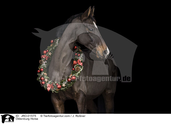 Oldenburg Horse / JRO-01575