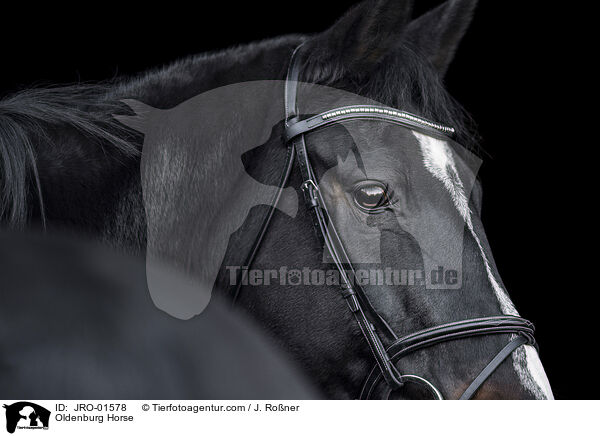 Oldenburger / Oldenburg Horse / JRO-01578