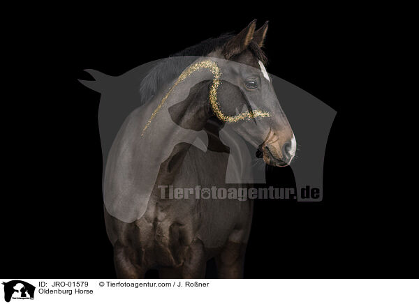 Oldenburg Horse / JRO-01579