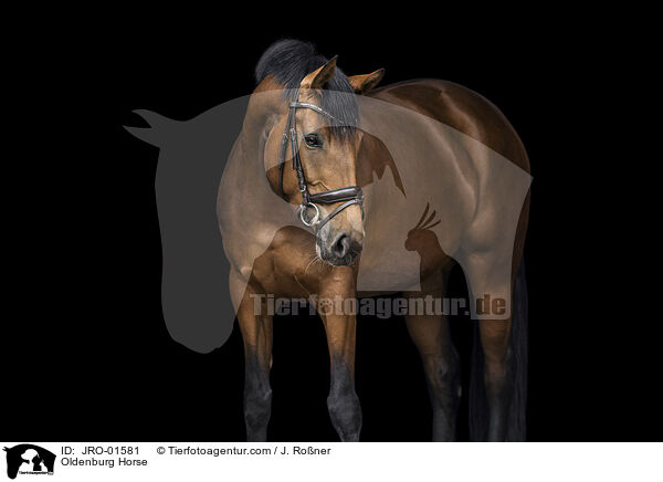 Oldenburger / Oldenburg Horse / JRO-01581