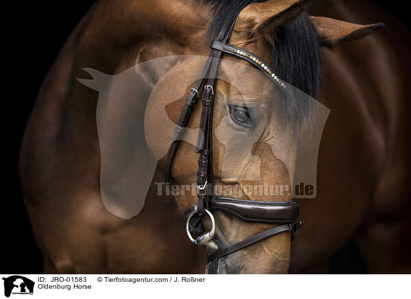 Oldenburg Horse / JRO-01583
