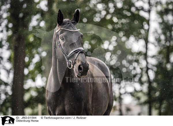 Oldenburg Horse / JRO-01584