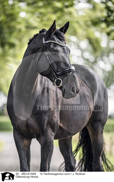 Oldenburg Horse / JRO-01585