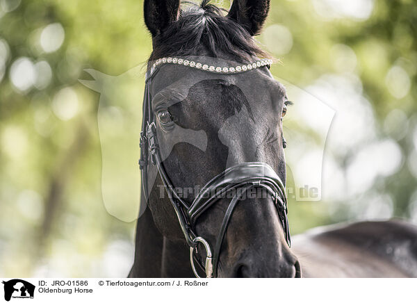 Oldenburg Horse / JRO-01586