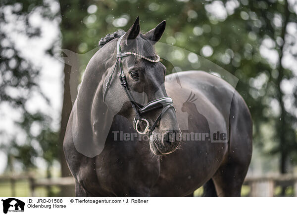 Oldenburg Horse / JRO-01588