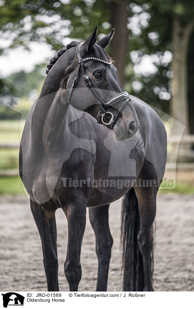 Oldenburg Horse / JRO-01589