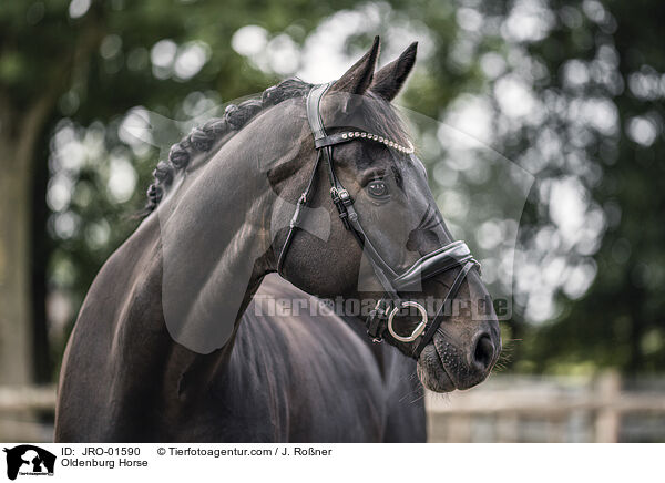Oldenburg Horse / JRO-01590