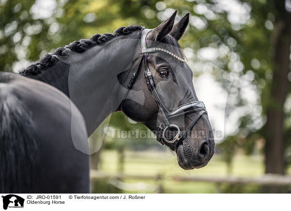 Oldenburg Horse / JRO-01591
