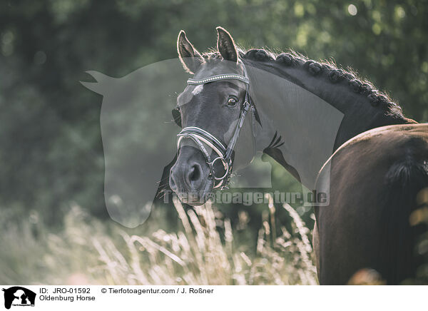 Oldenburg Horse / JRO-01592