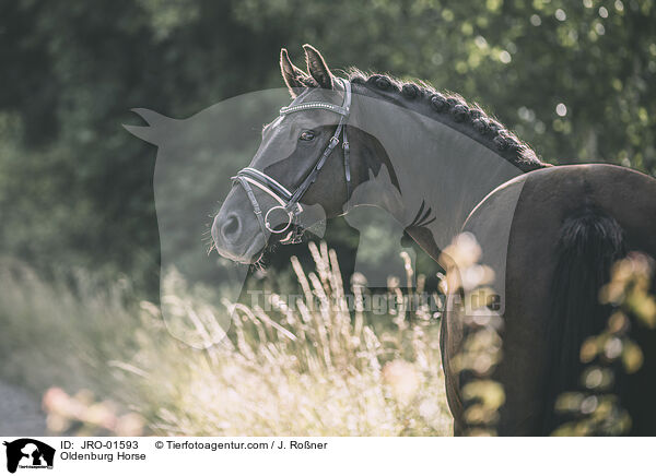 Oldenburger / Oldenburg Horse / JRO-01593