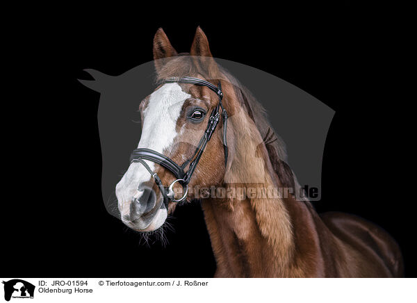 Oldenburg Horse / JRO-01594