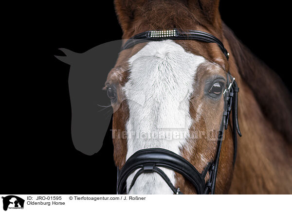 Oldenburger / Oldenburg Horse / JRO-01595
