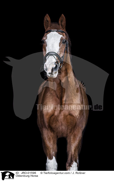Oldenburg Horse / JRO-01596