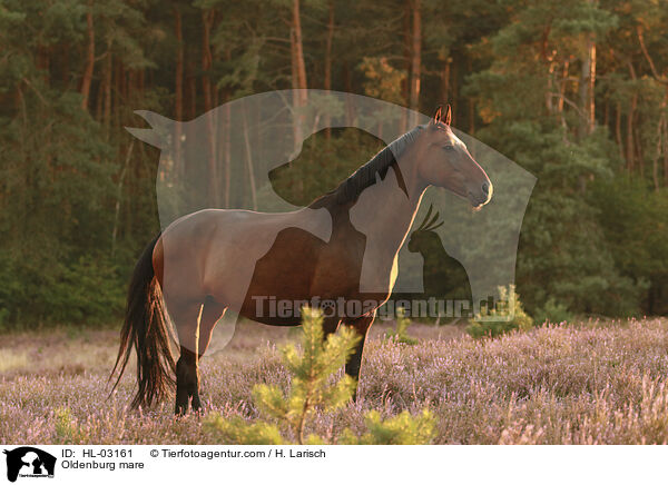 Oldenburger Stute / Oldenburg mare / HL-03161