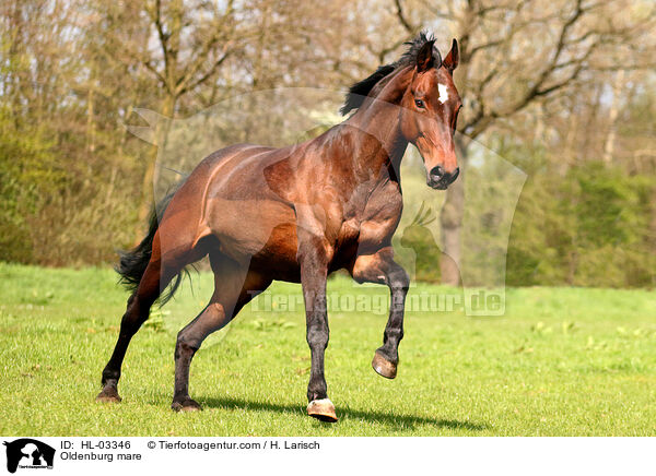 Oldenburger Stute / Oldenburg mare / HL-03346