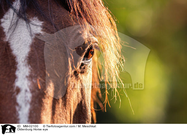 Oldenburg Horse eye / MM-02100
