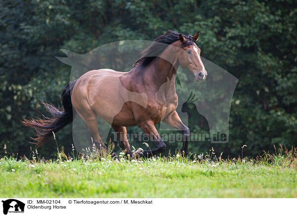 Oldenburg Horse / MM-02104