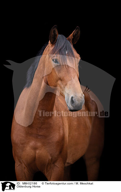 Oldenburger / Oldenburg Horse / MM-02186